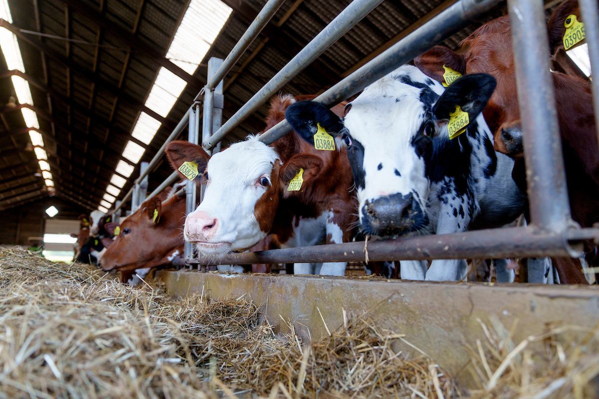 Åbent Landbrug iNordsjælland