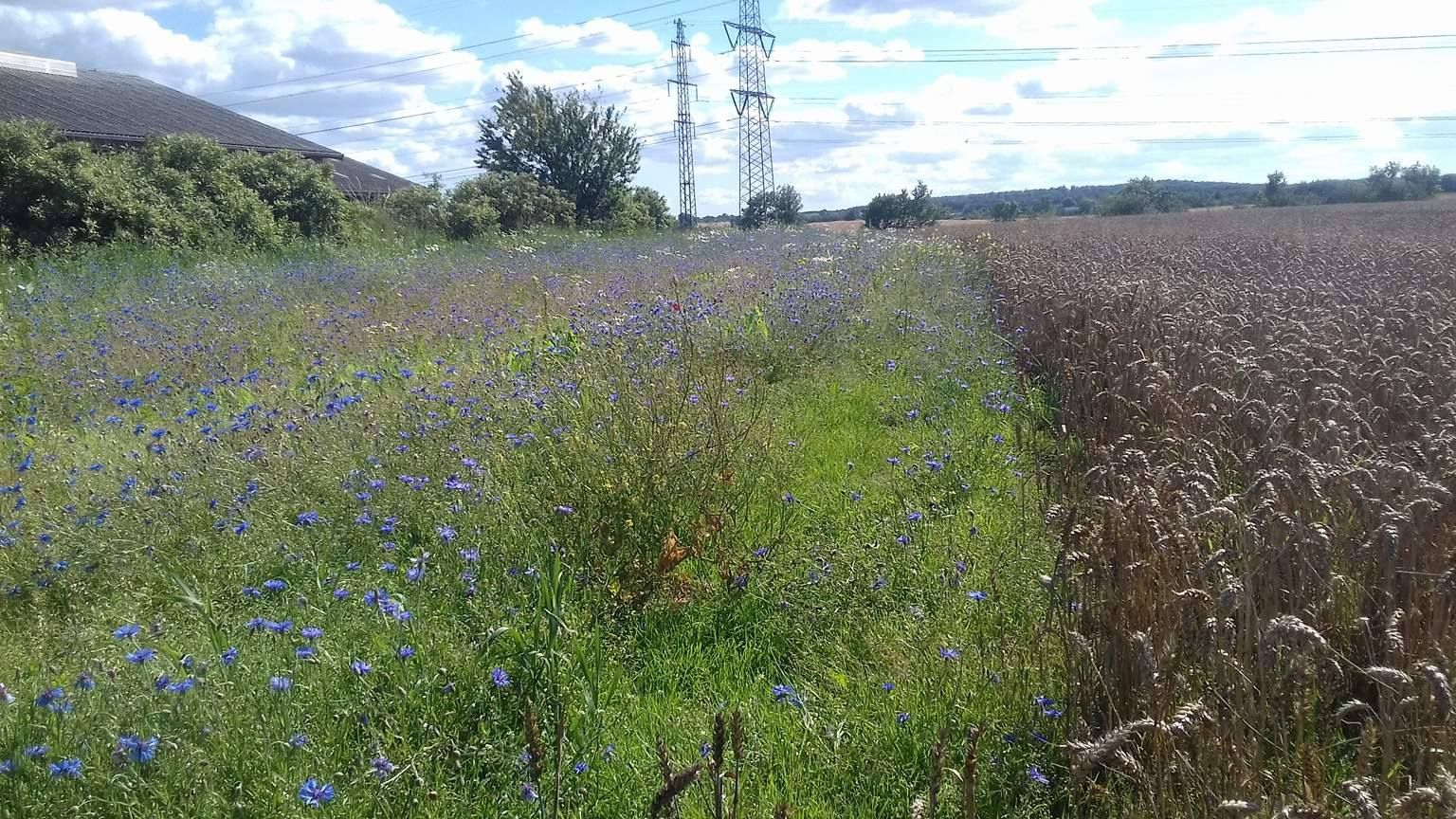 Kornblomst i faunastriber