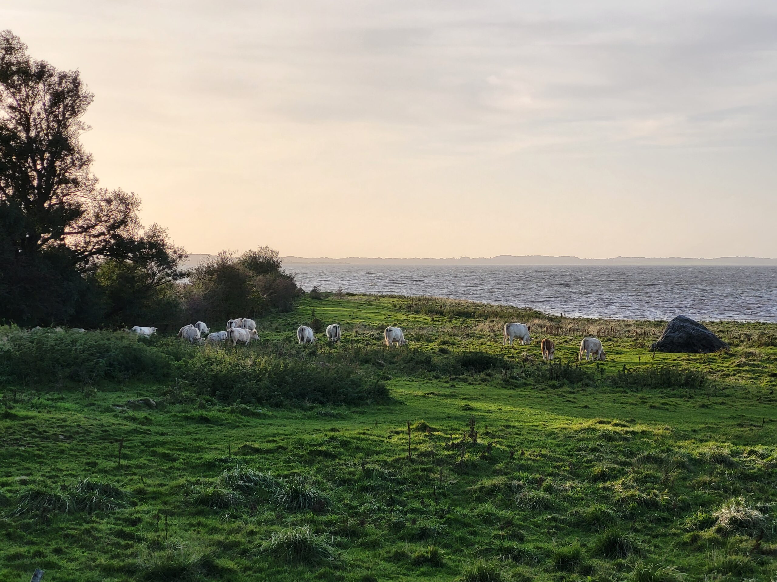 Vandområdeplaner, klimakrav, CO2 afgift. efterafgrøder