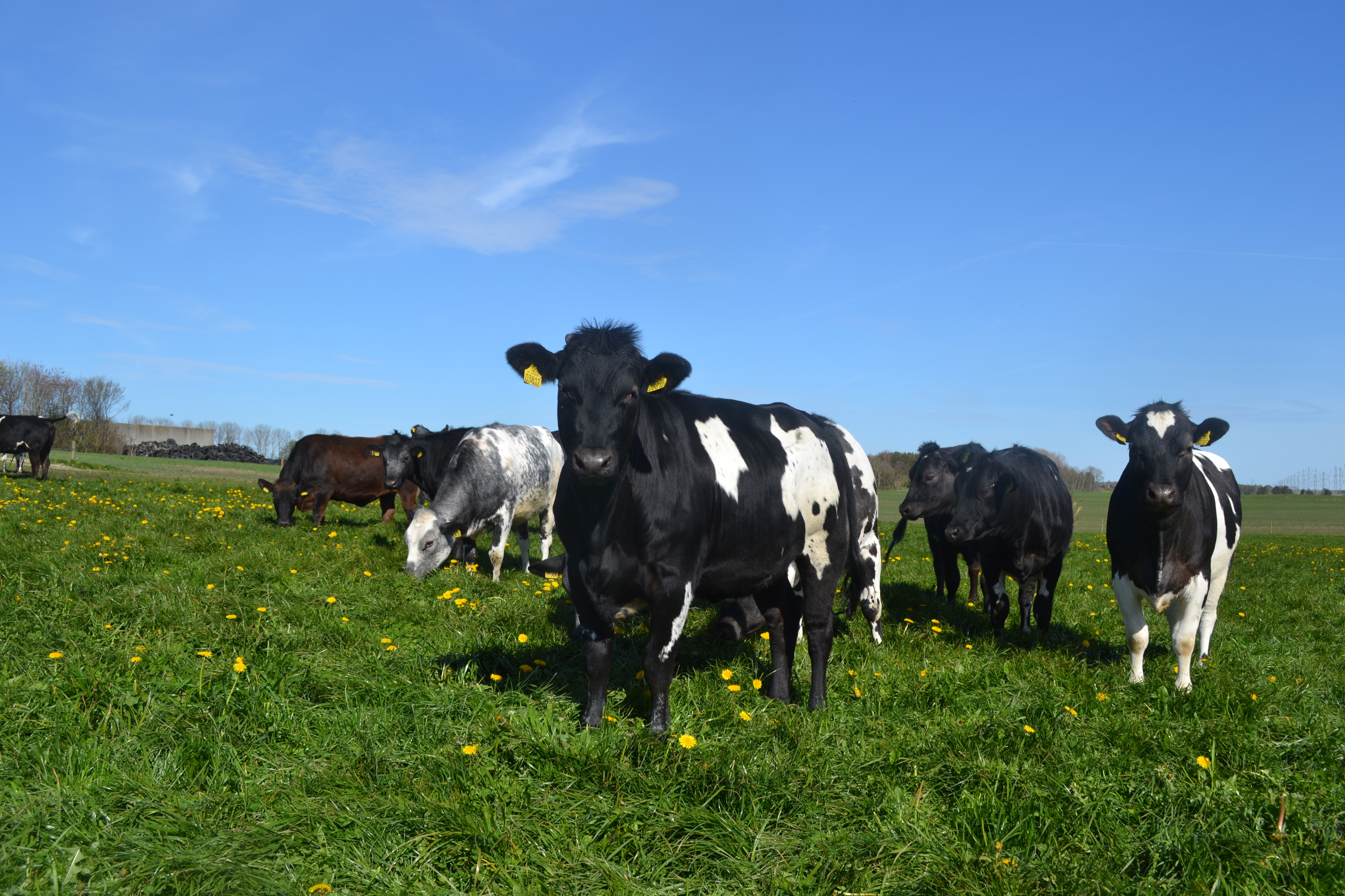 KOm godt i gang med kødkvæg